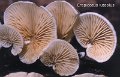 Crepidotus luteolus-amf721